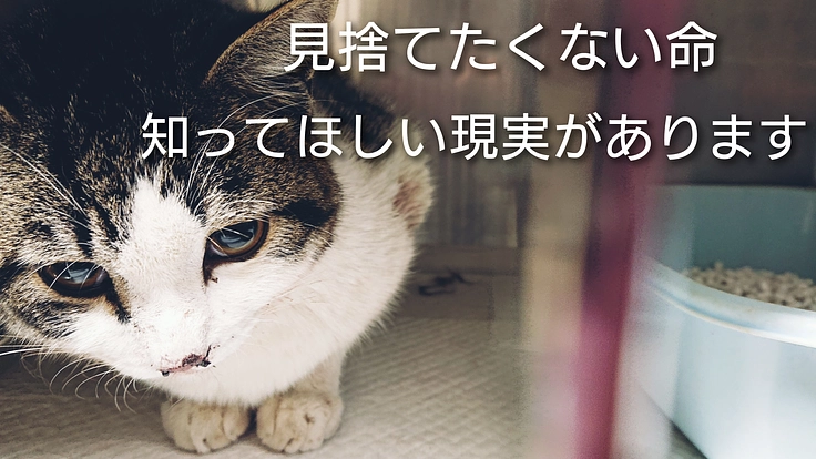 収容され来た子たちの命を見棄てることなく繋ぎたい。