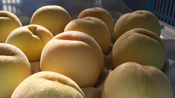 岡山の白桃産地を守り、次の世代に繋げたい