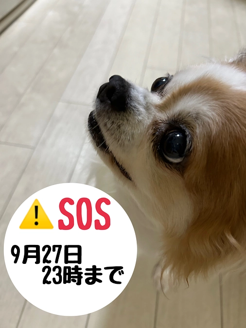 9月17日  現状報告