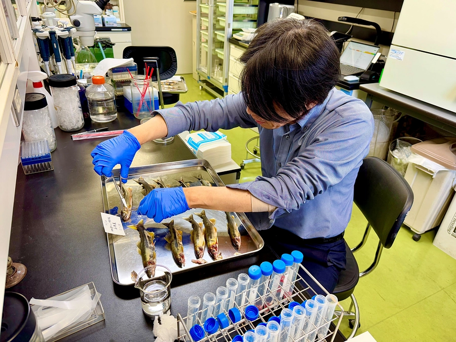 本日、今年最後のあゆ解剖でした。