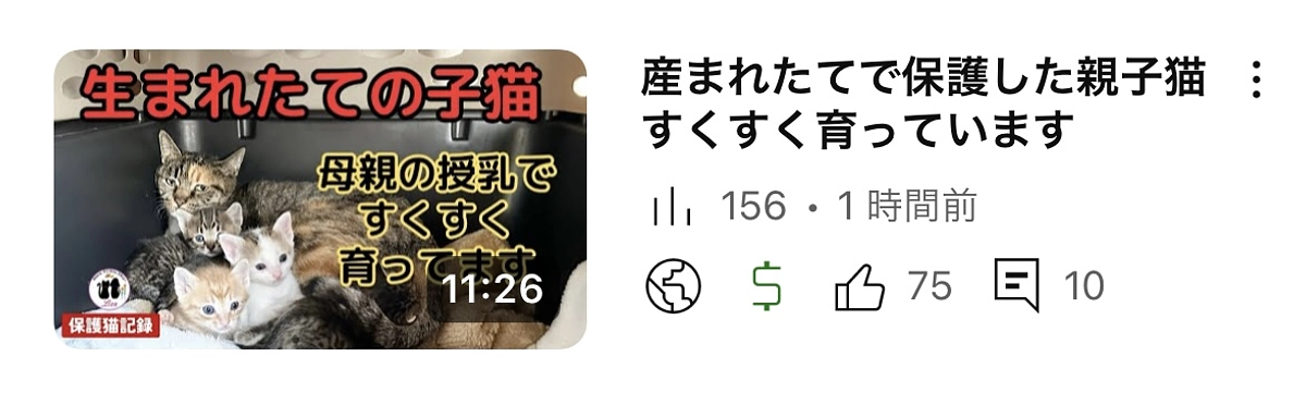 生まれたてで保護した子猫　すくすく育ってます