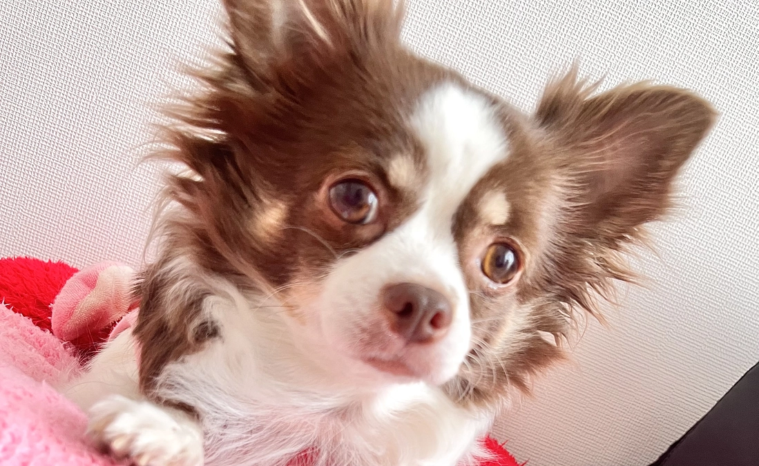 2024.01.15 インスタライブの告知です🙇🏼‍♀️