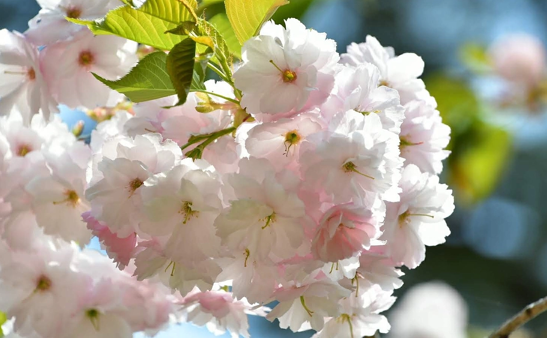 お気持ちコースA