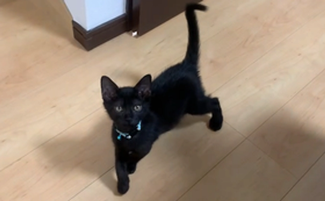 感謝のメール、結と絆の画像1枚づつ