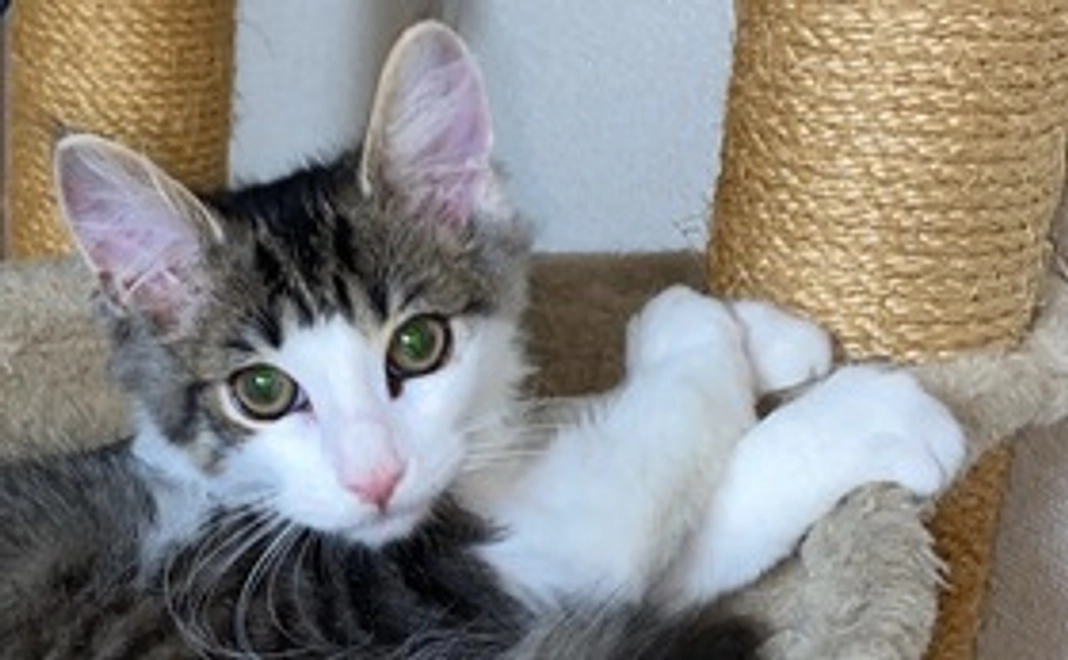 フレディ応援(1,000円)