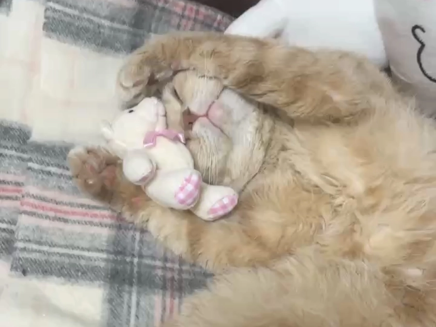 【あと15日】38%の達成率となっております