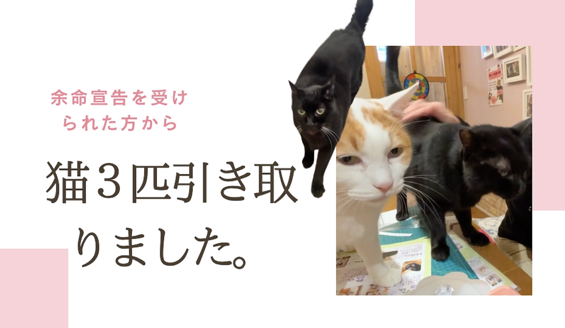 余命宣告をされた飼い主様から猫3匹引き取りました。