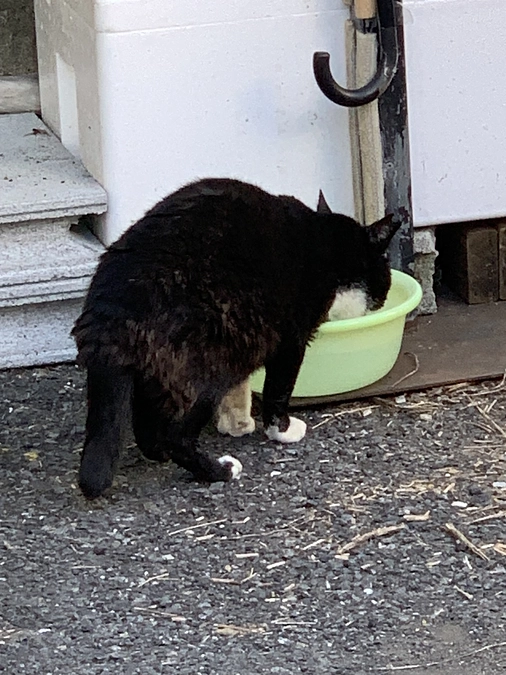 ノラクロ部隊の晩ごはん🍚11月3日。