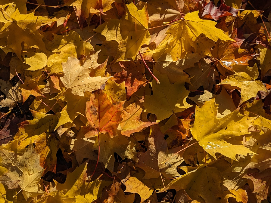 【募集残り3日】ワークショップで使用するコースを歩いてみました！