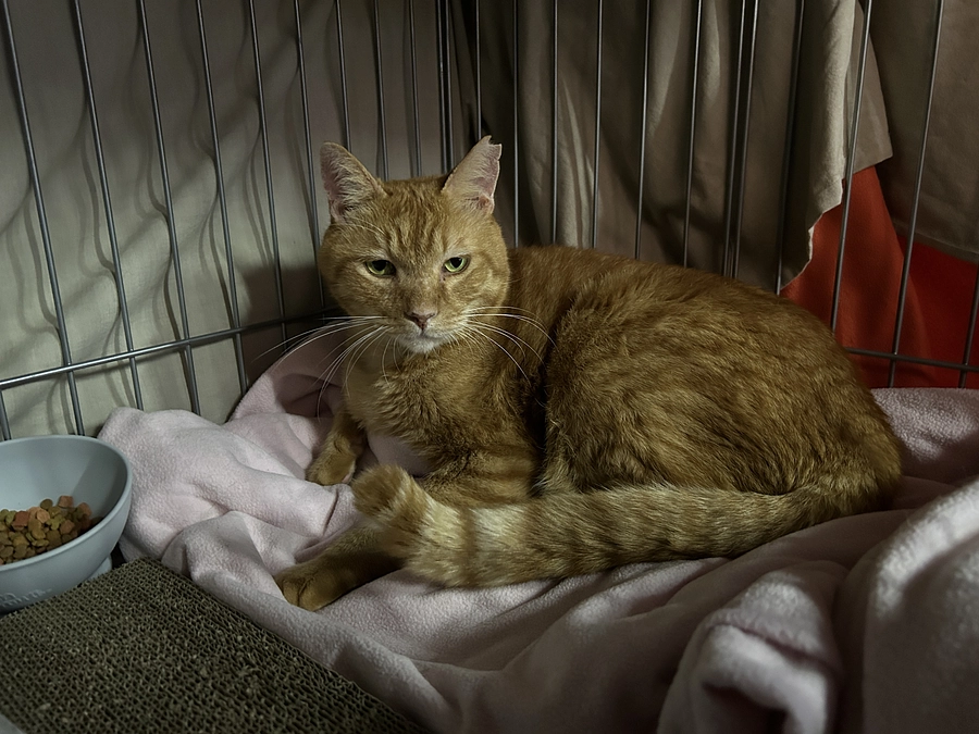 退院後トラちゃん初通院