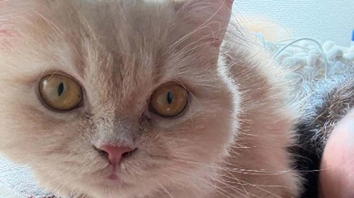 11/15 心臓の薬、利尿剤一旦中止　投薬残り10日😭✨