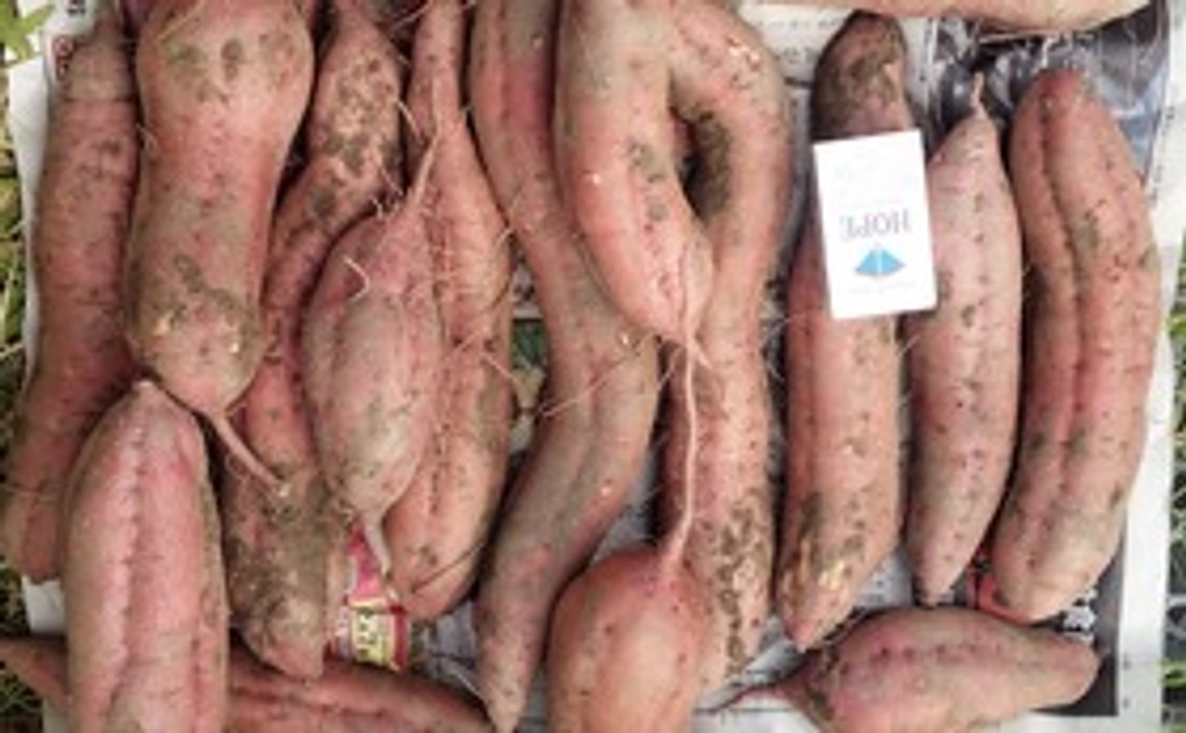 2000円：笑顔いっぱいサツマイモ詰め合わせセット