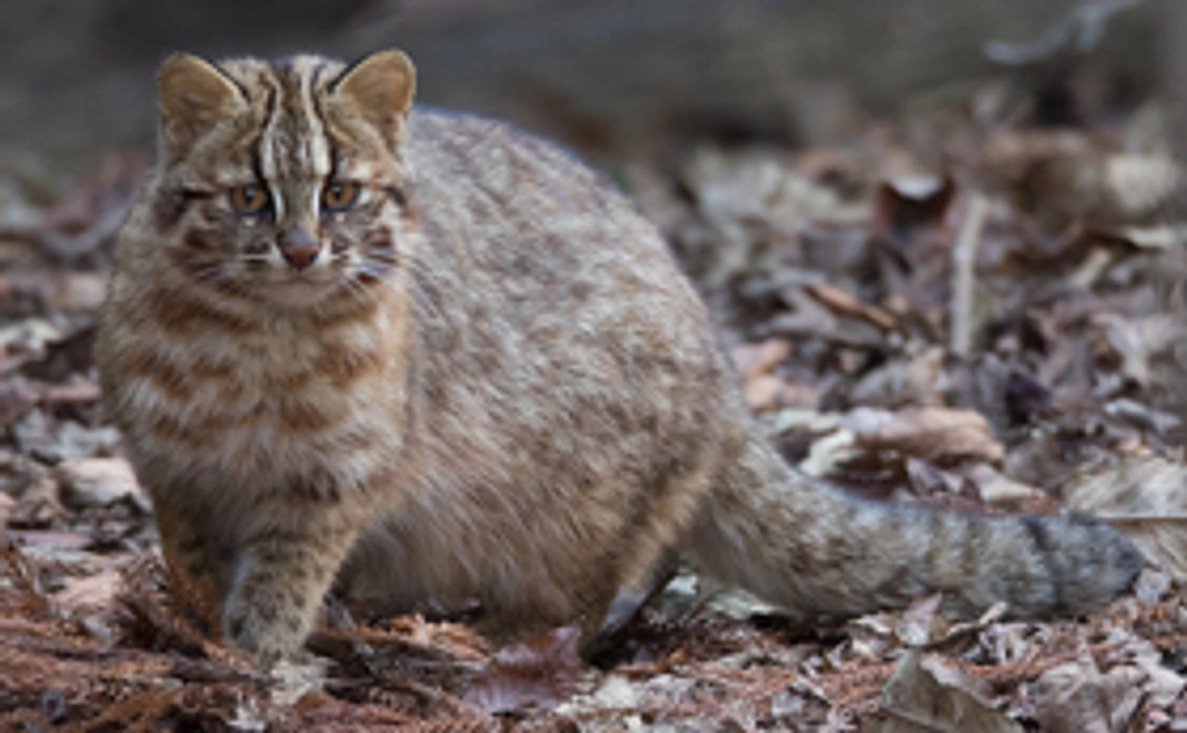 賛助会員コース