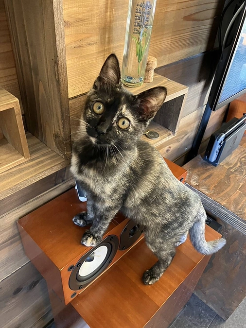 【活動報告】唯一無二のサビ柄、まつりちゃんの幸せ報告