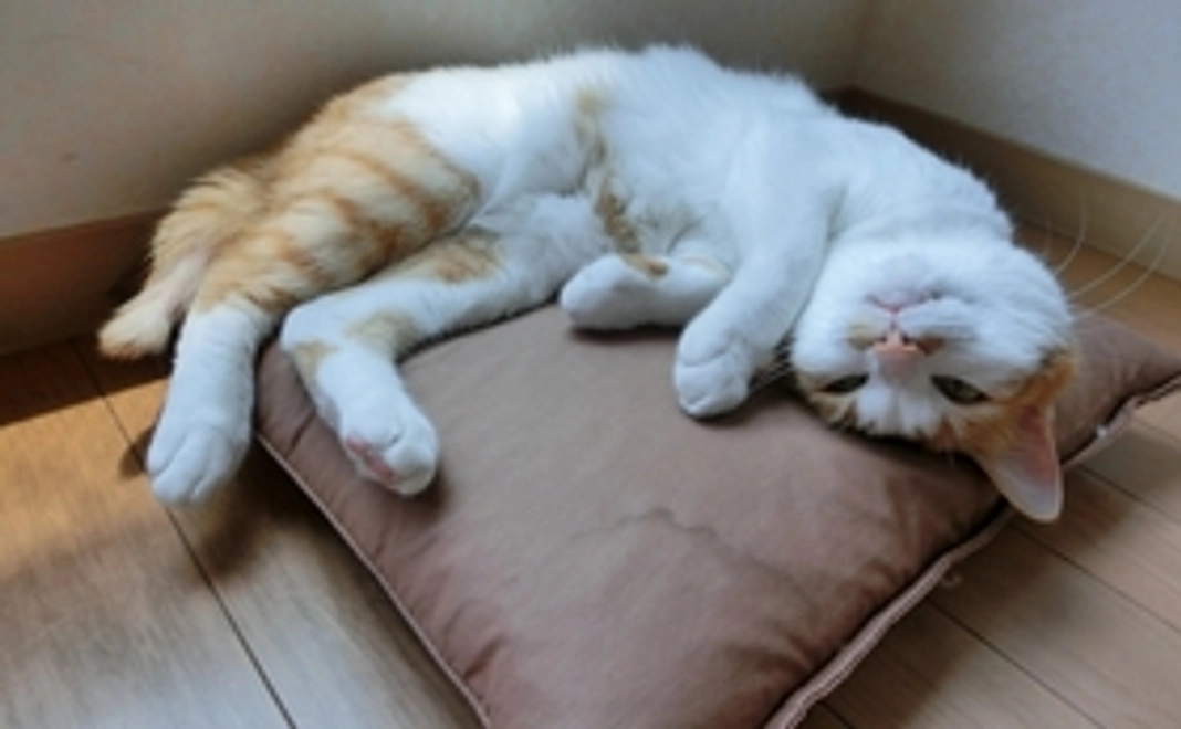 【リターンなし】全力応援!コース