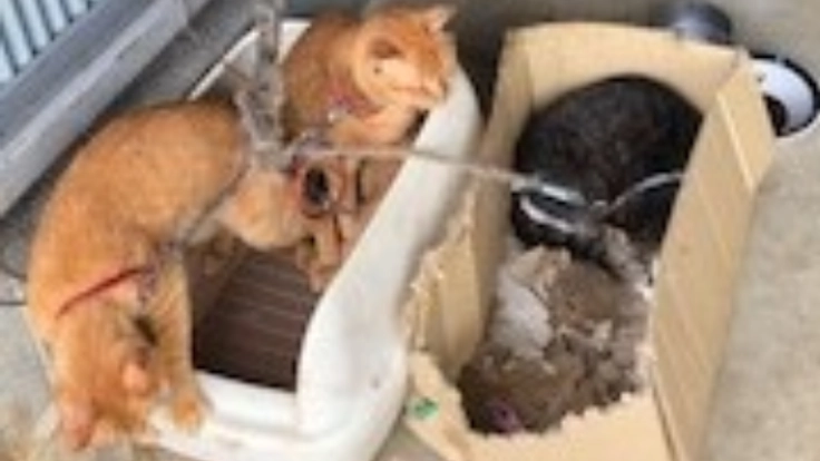 多頭飼い崩壊により保護した猫たちに、安住の地を確保したい