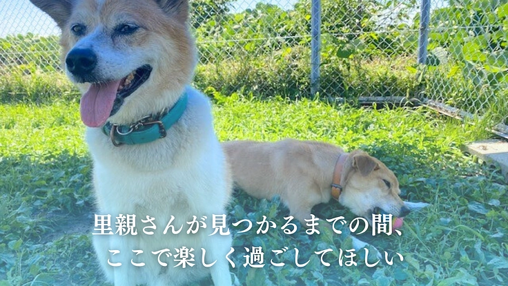 笑顔があふれるシェルターへ、犬猫の命をつなぐ保護施設を継続させたい 4枚目