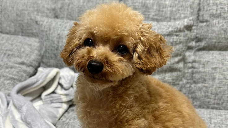 治療中 愛犬ゆずを守る為 脊髄空洞症の治療費のご支援をお願いします