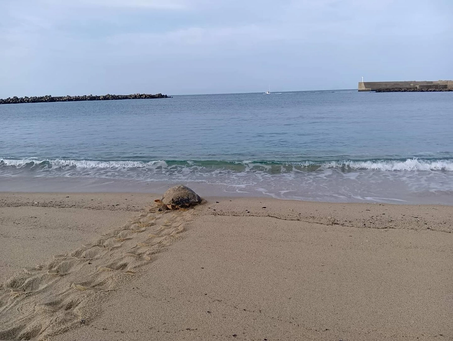 2025ウミガメの上陸状況です。