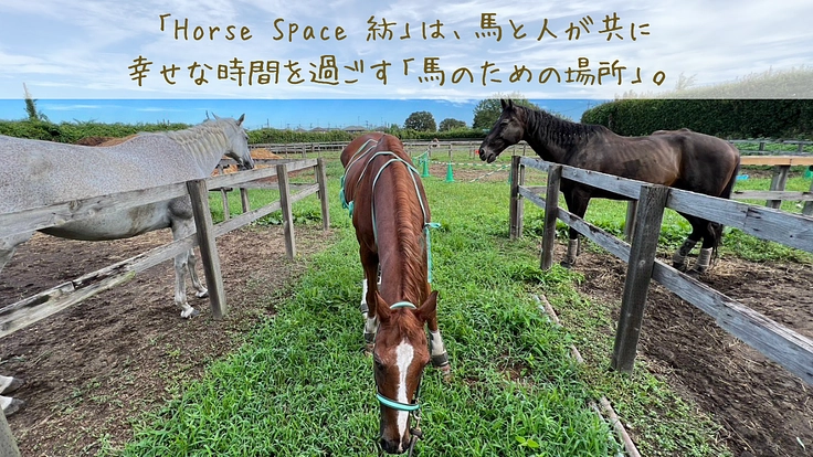 馬のための場所を守りたい。心身のケアが必要な馬達にも幸せな生涯を 2枚目
