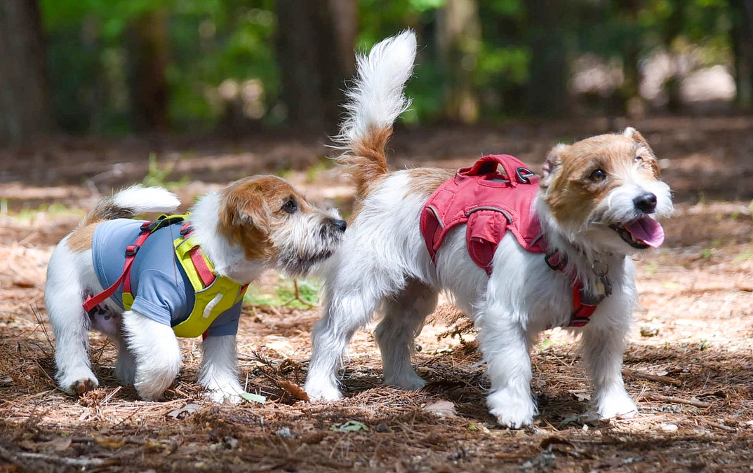 ワンズ・ラフは新たな子ども向け体験プログラムに挑みます