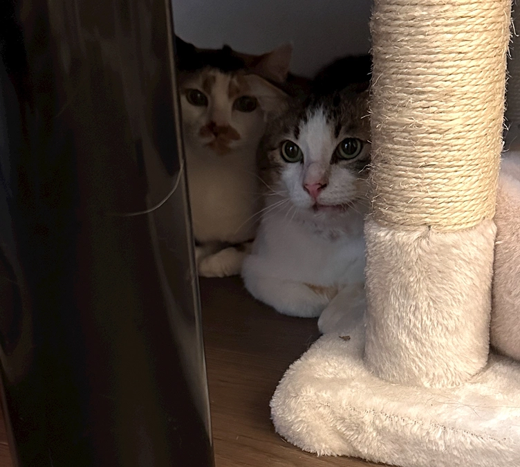 顎の骨折から復活したきっちゃん、母猫ミッケ