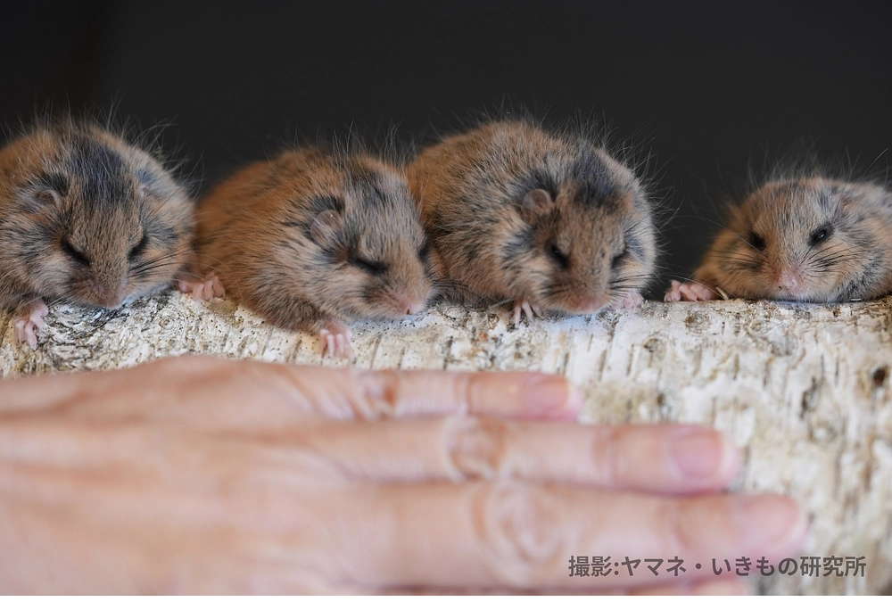 🌿ヤマネ保育日誌⑩🌿 ～最終話～