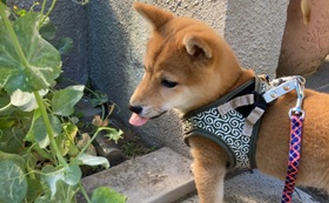 がんばれ！まめ太！①