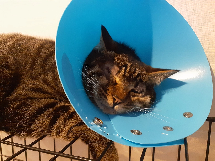 【くぅ君】経過診察