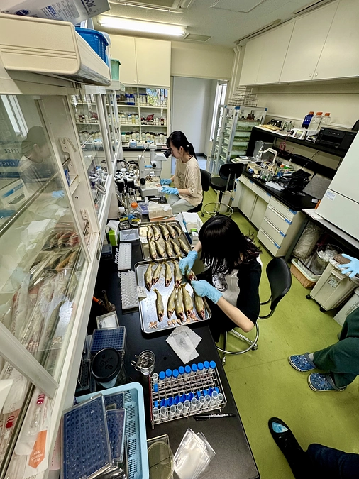 そろそろあゆのシーズンも終わりです。