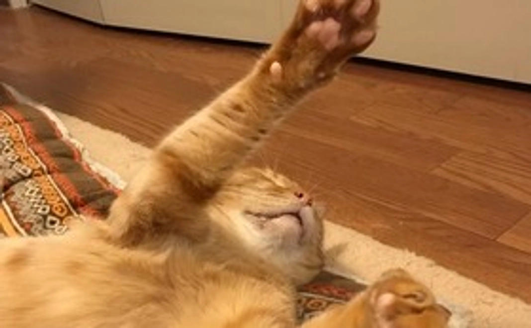 支援1000円コース