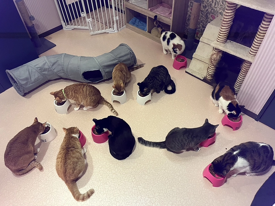 ネクストゴール無くしてレントゲンは無し‼️