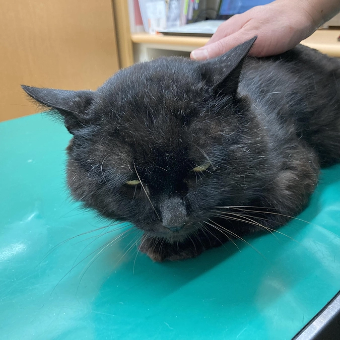 ネロちゃんにまたも試練が…