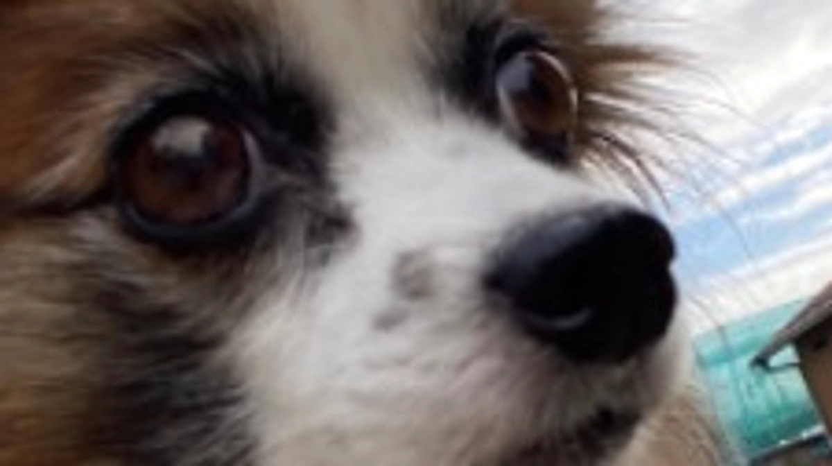 ⸜🌷︎⸝‍代理支援について⸜🌷︎⸝‍