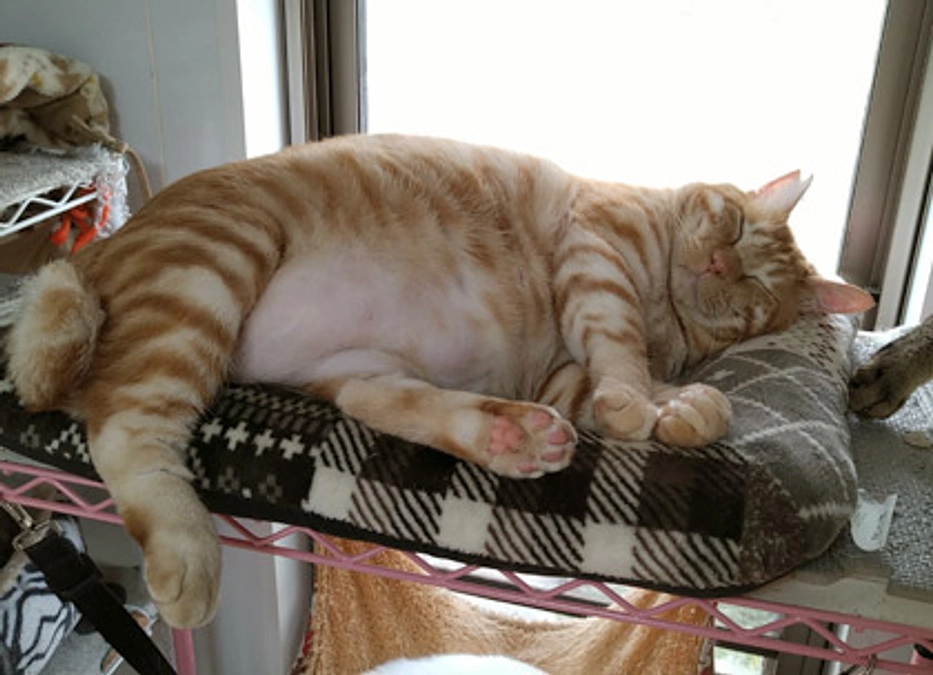 在籍猫紹介【真二くん】