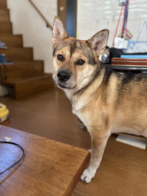 モカちゃん🐶オーナー様より