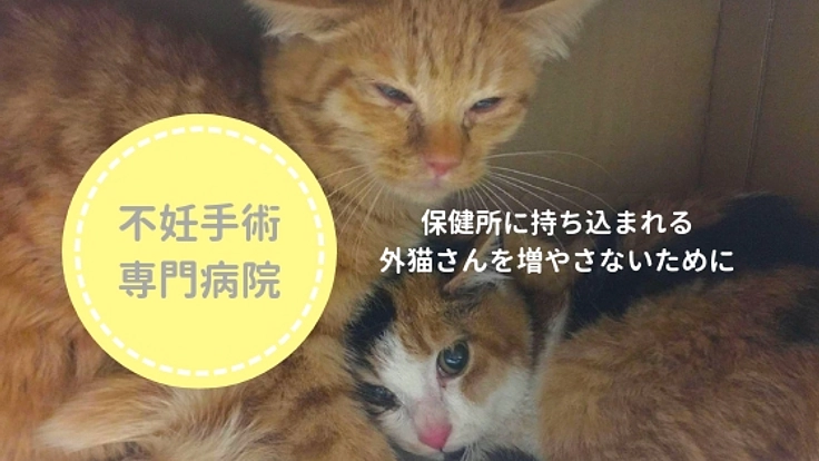 不幸な命を増やさない！和歌山県に猫の不妊手術専門病院を