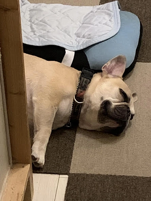 ちくわの闘病日記⑤