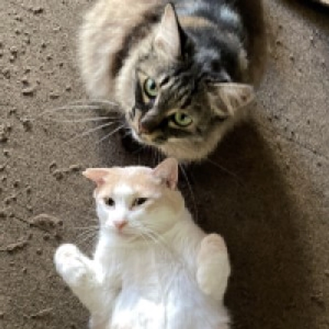 【活動報告】ご支援ありがとうございます　シェルターの風景