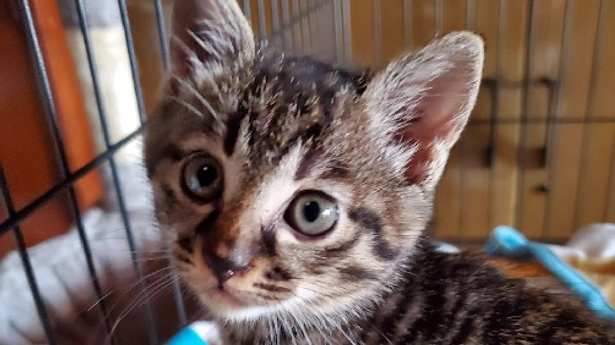 【楓をお迎えした経緯🐈】