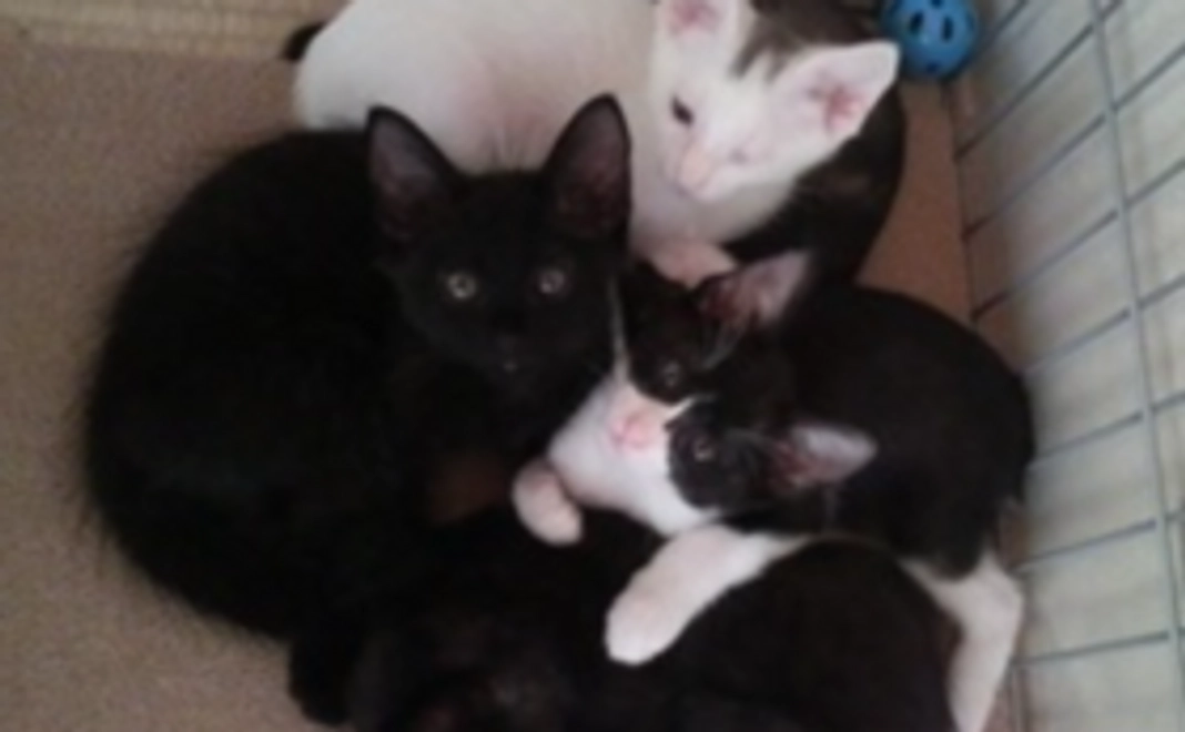 【皆さまのお力が集まれば大きな力になります!】