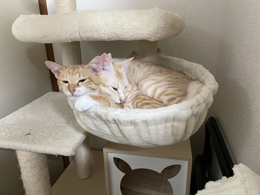 お薬完了まで残り8日です！