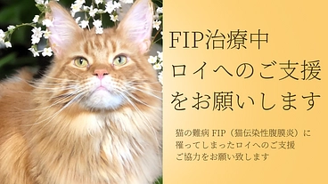 【FIP闘病】ロイへのご支援をお願い致します のトップ画像