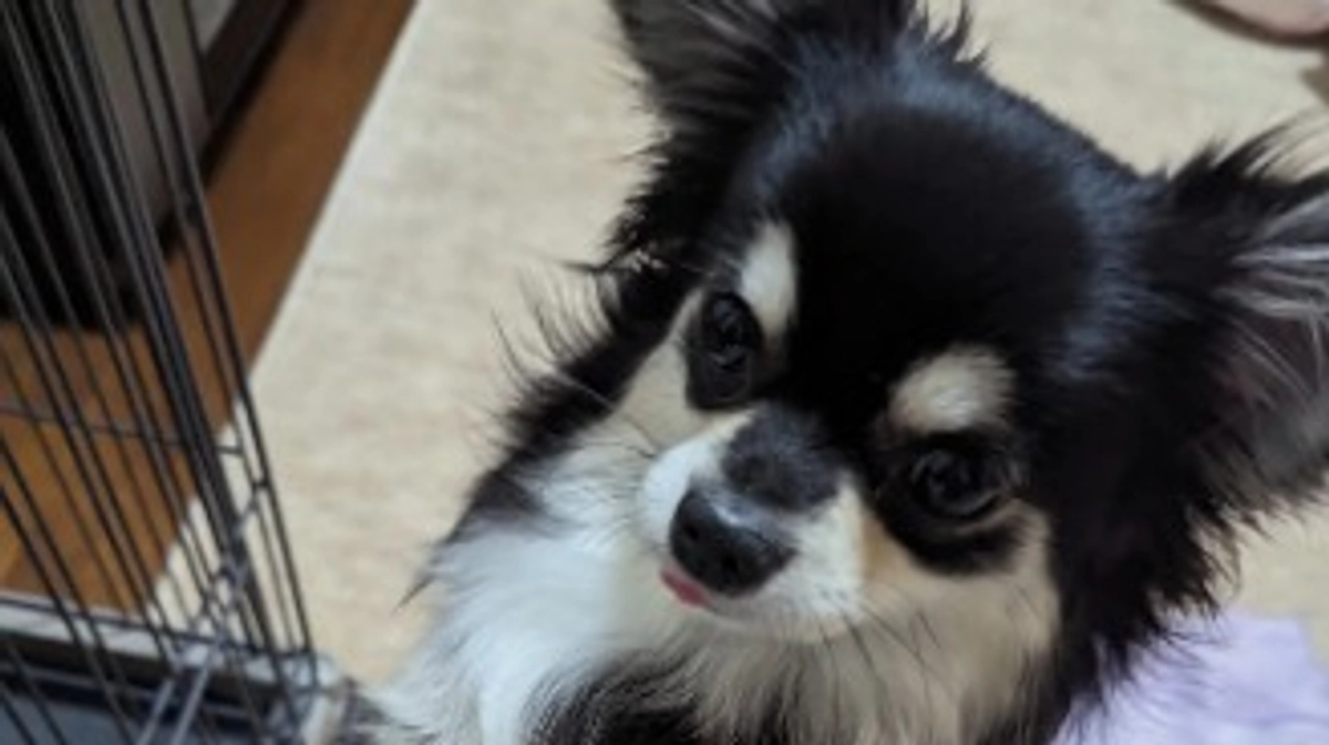 ぴのの未来のために