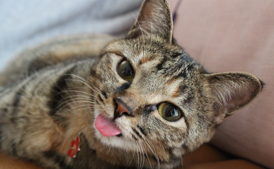 毎月3000円コース