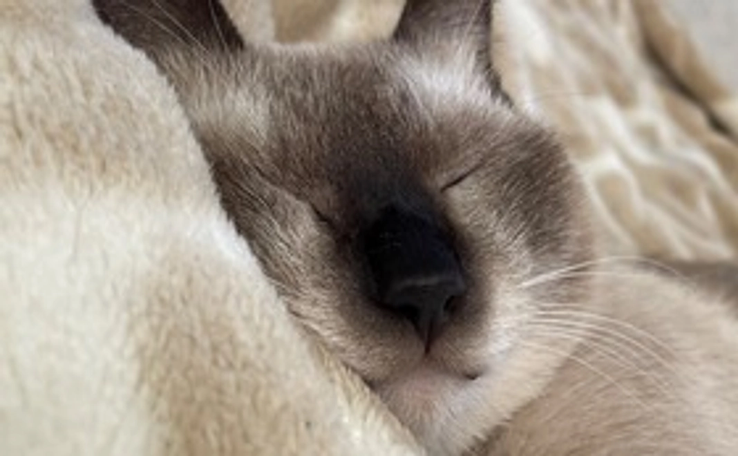 たむ応援コース(3000円)