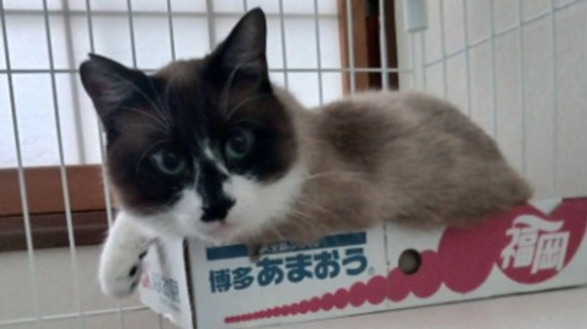 新しい家族を募集中のアポロ君