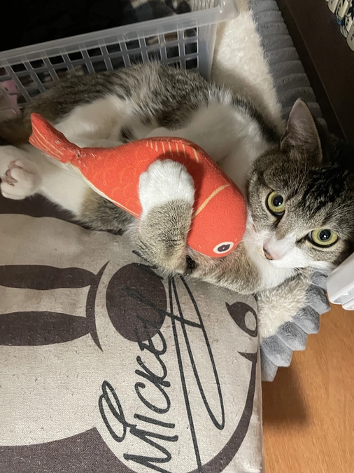 お願いがあります。