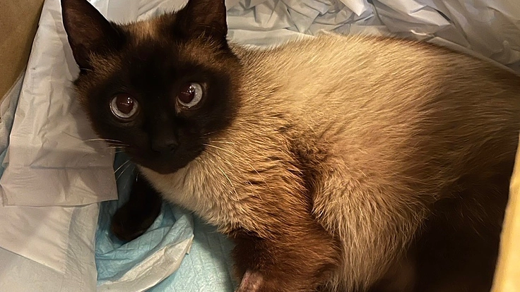 【骨盤骨折治療費】保護猫シャムの手術費が不足している為支援のお願い