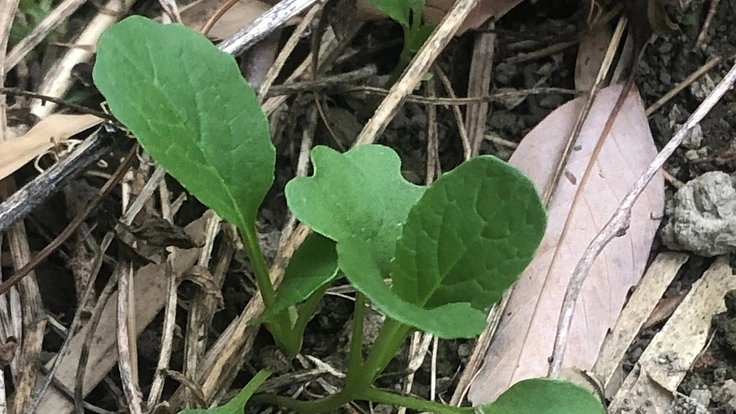 自然に寄り添う、地球環境浄化にも貢献出来る農家で在りたい